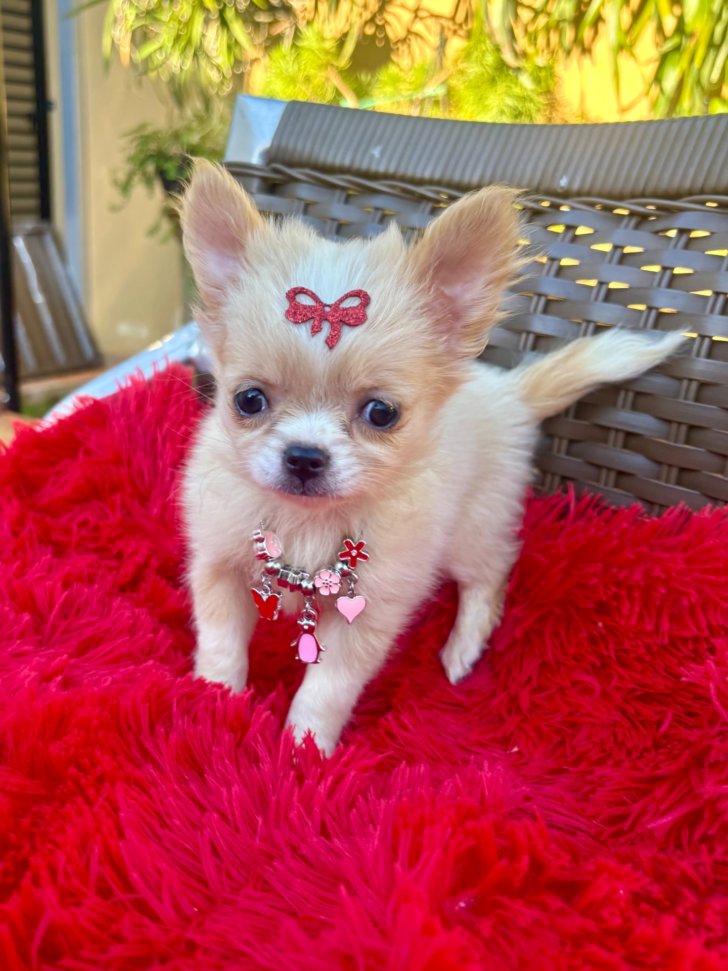 Chihuahua