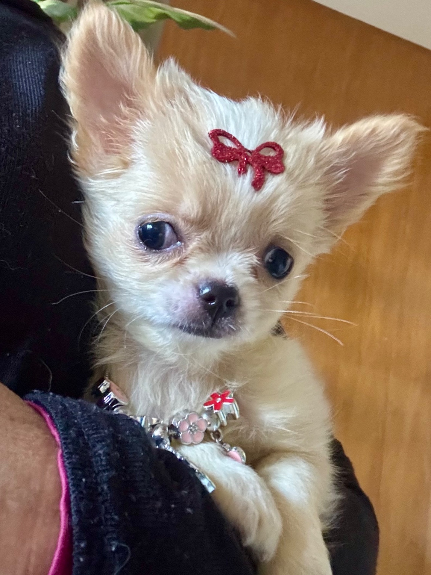 Chihuahua