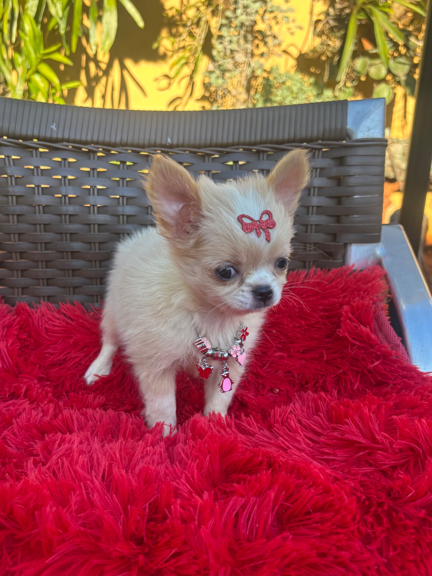 Chihuahua