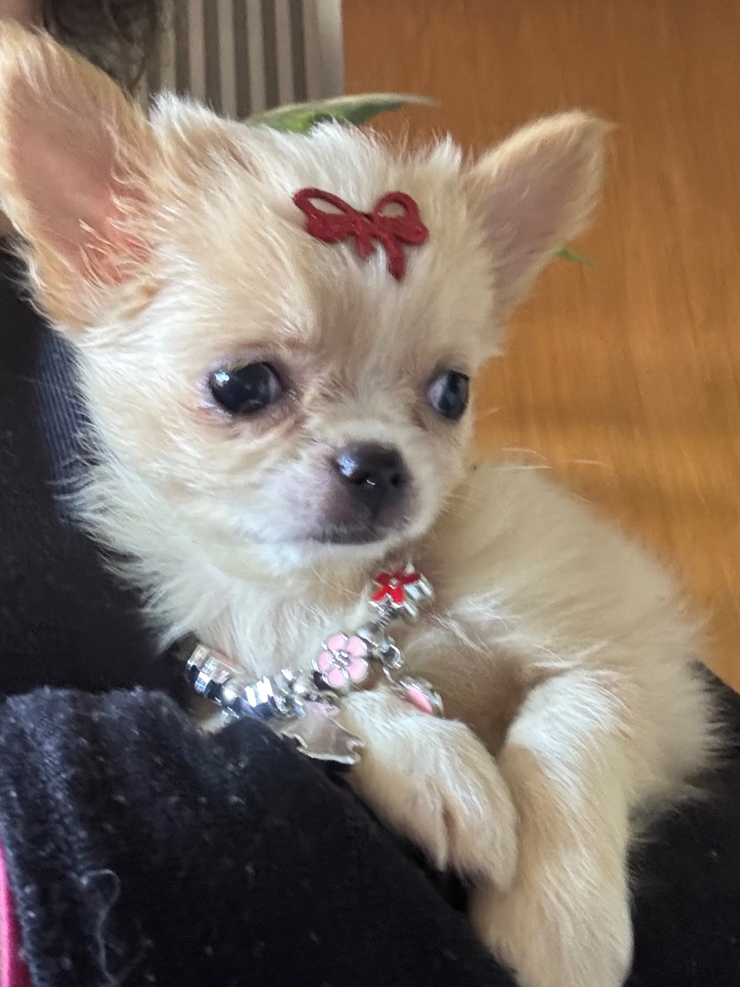 Chihuahua