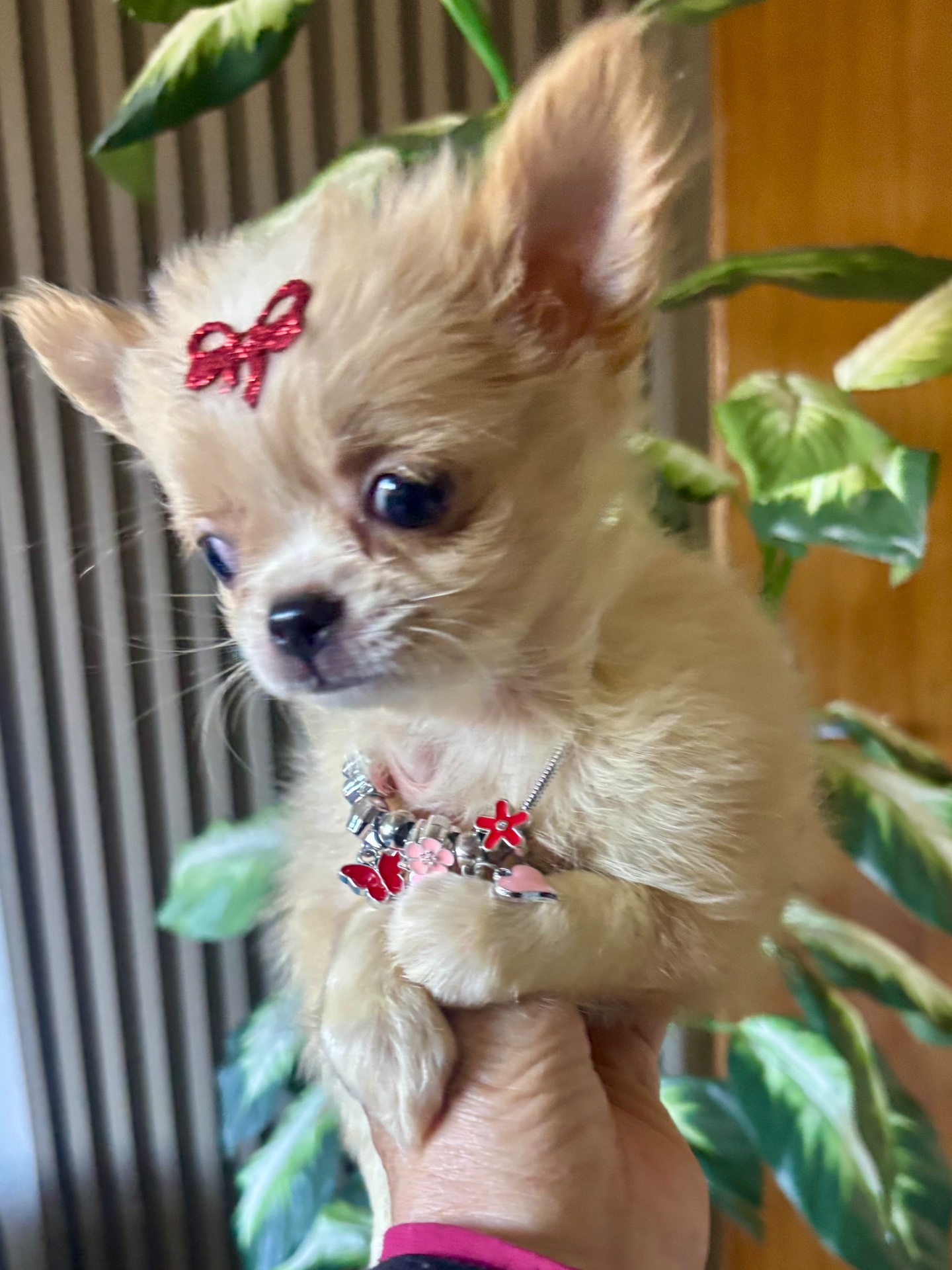 Chihuahua