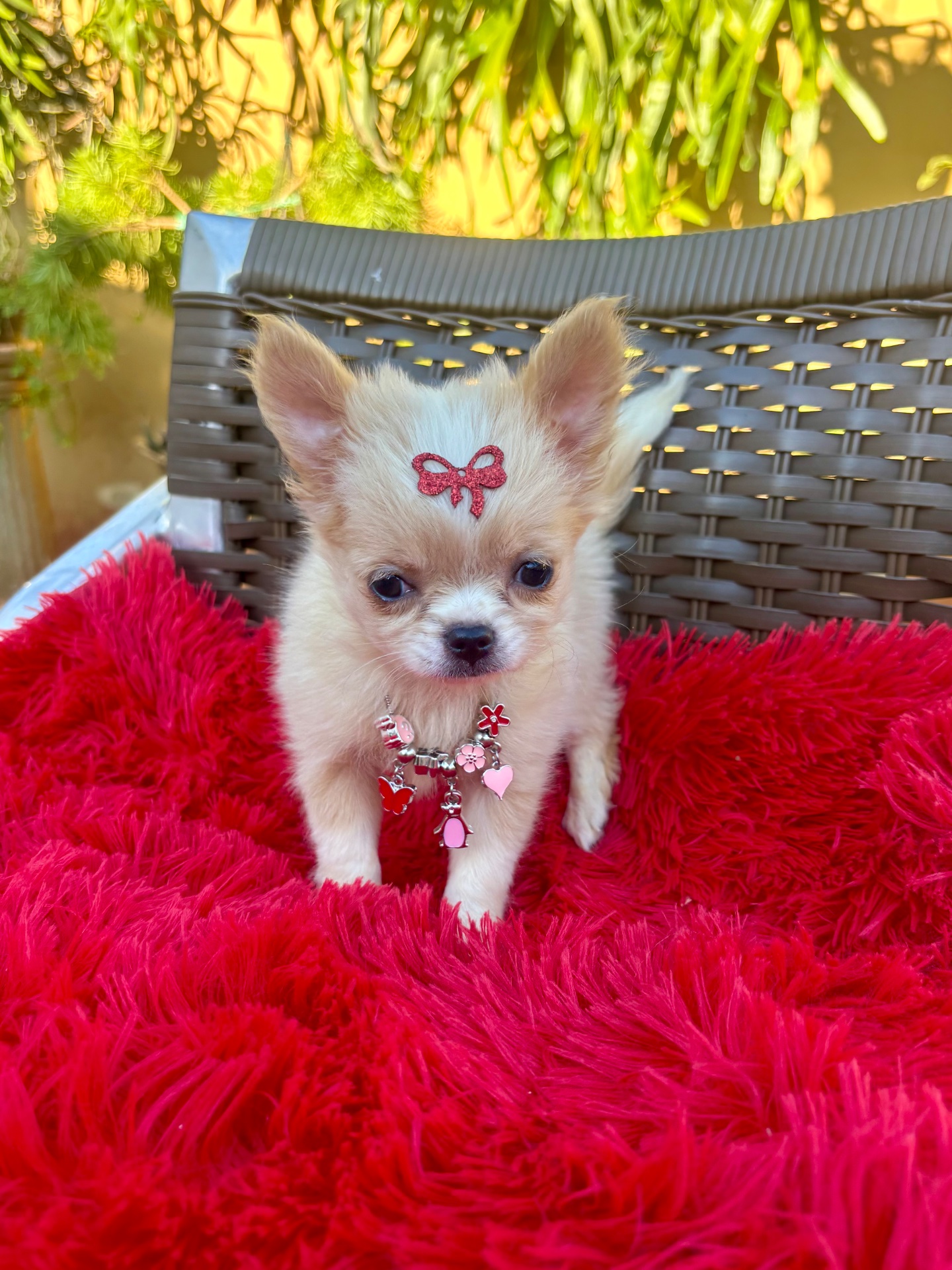 Chihuahua