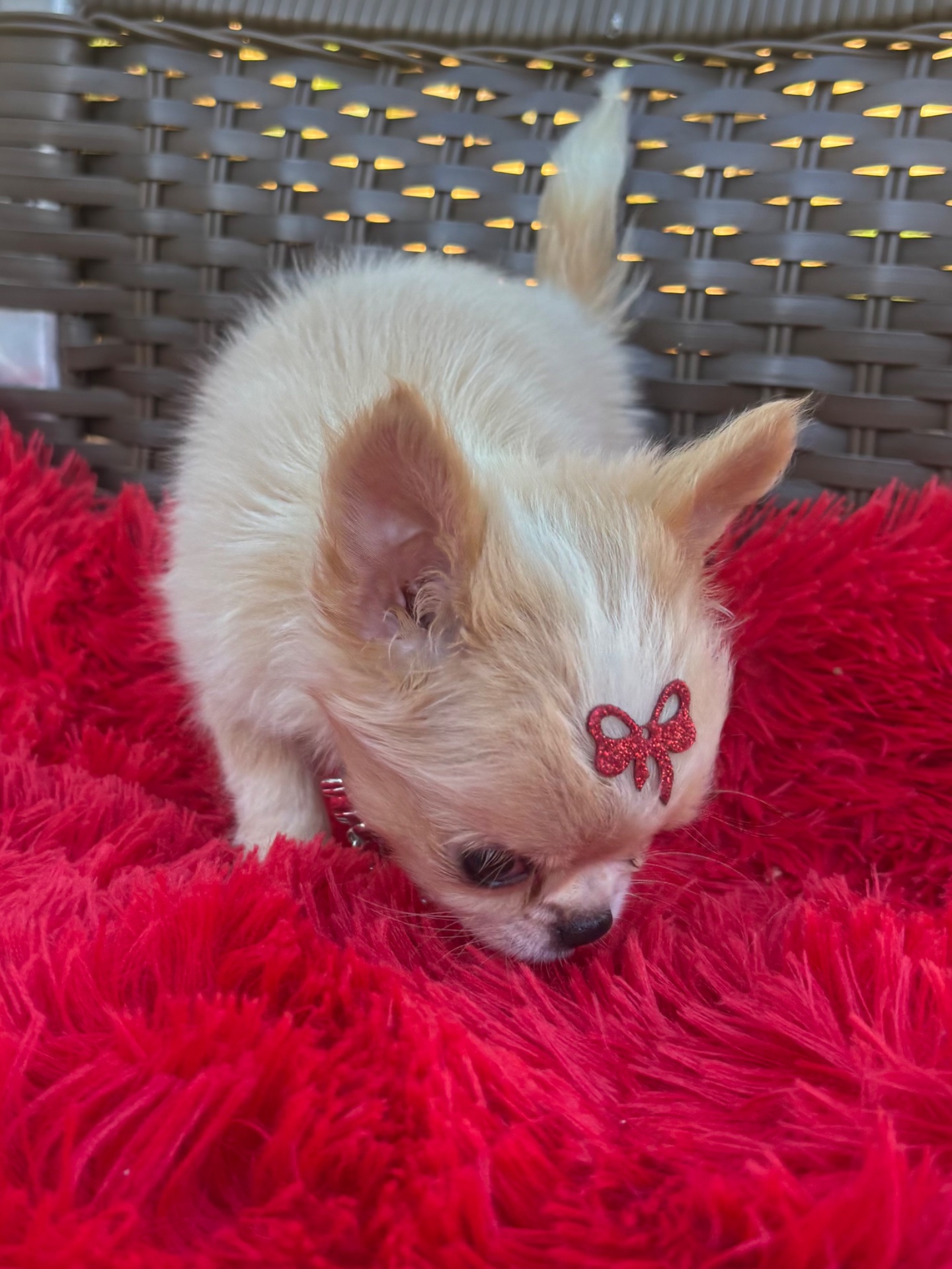 Chihuahua