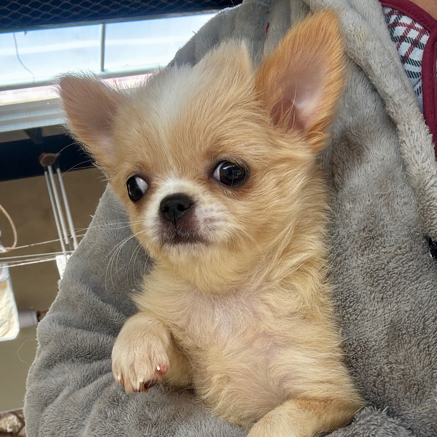 Chihuahua
