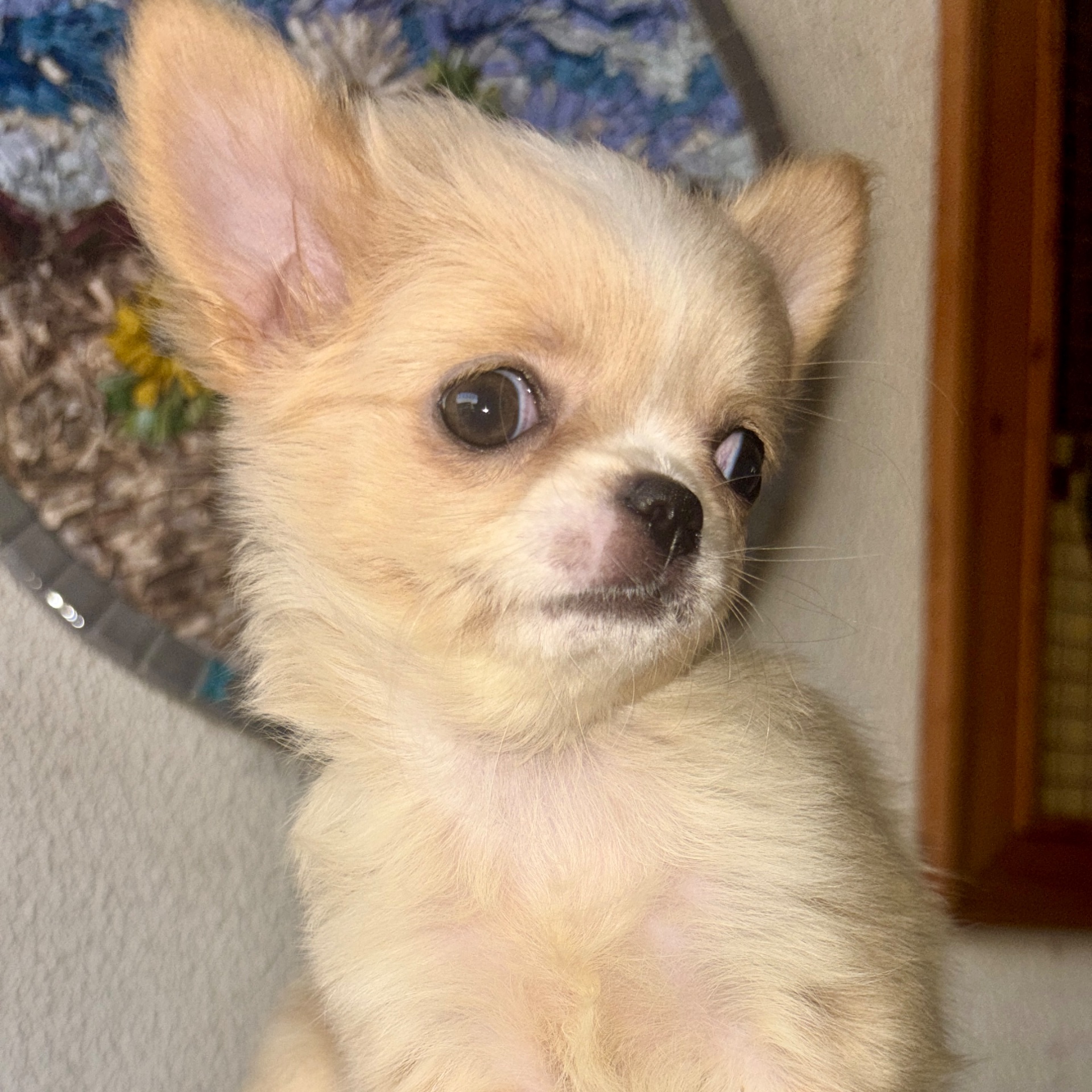 Chihuahua