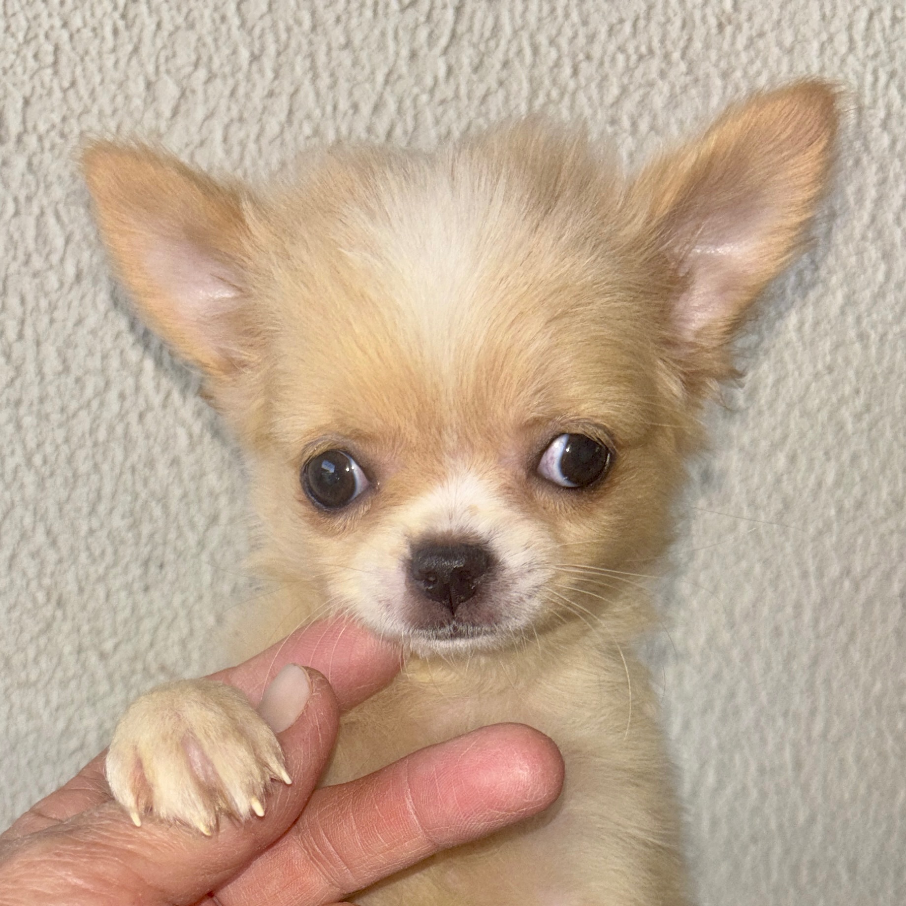 Chihuahua