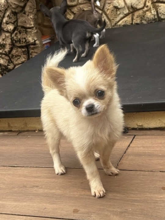 Chihuahua