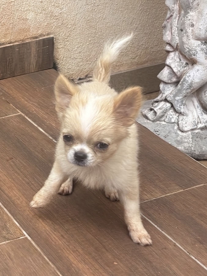Chihuahua