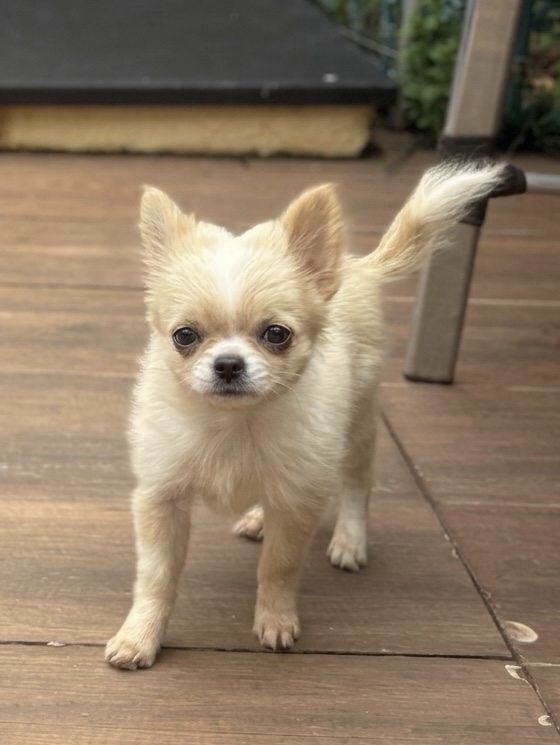 Chihuahua