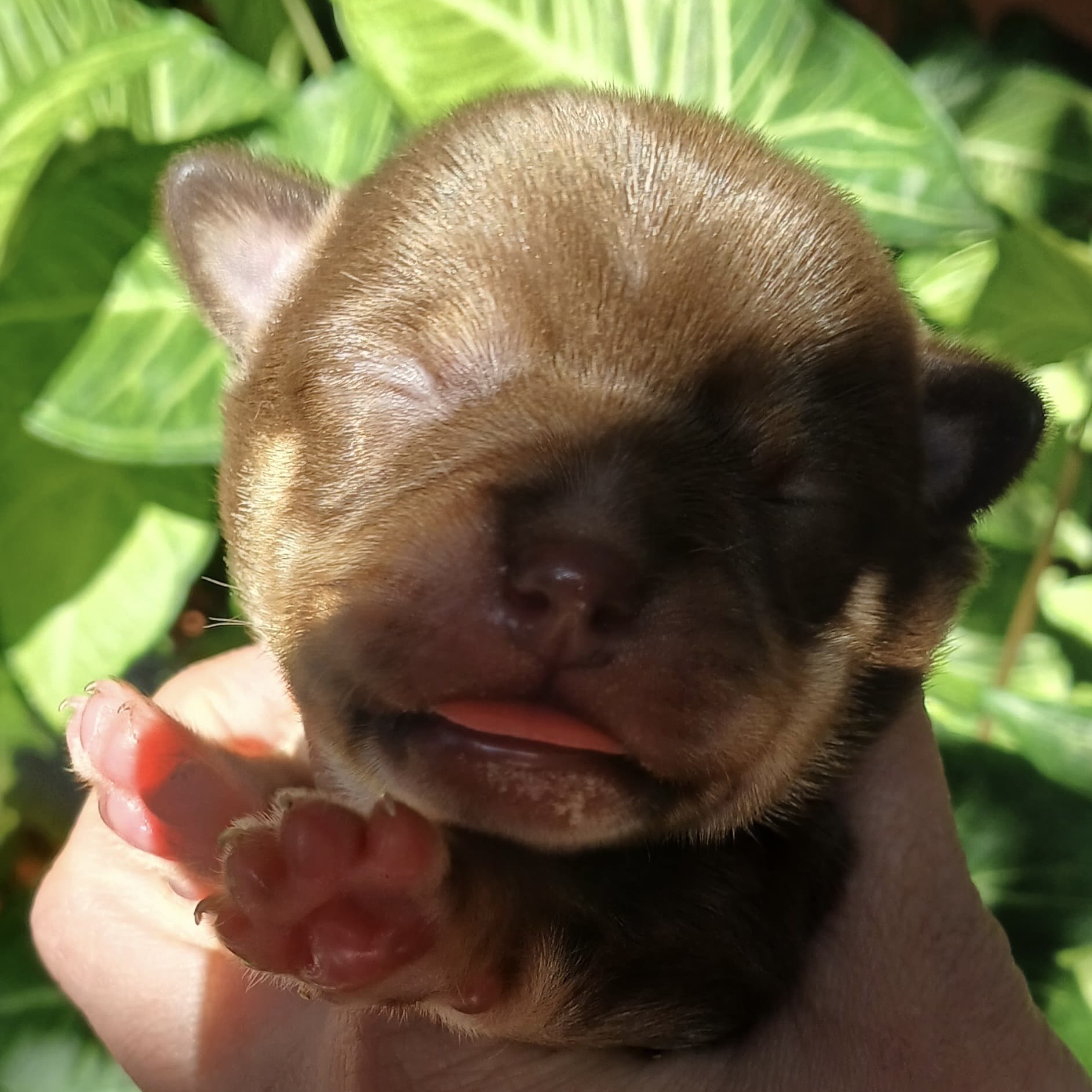 Chihuahua