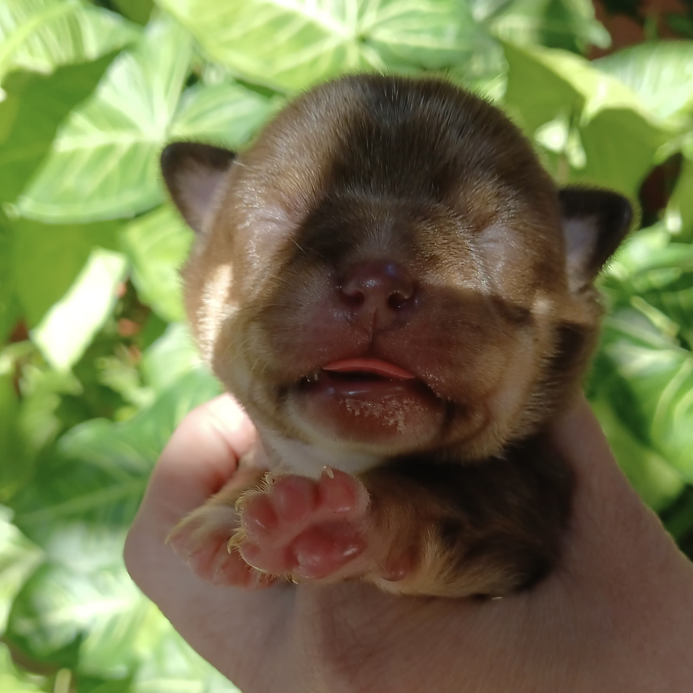 Chihuahua