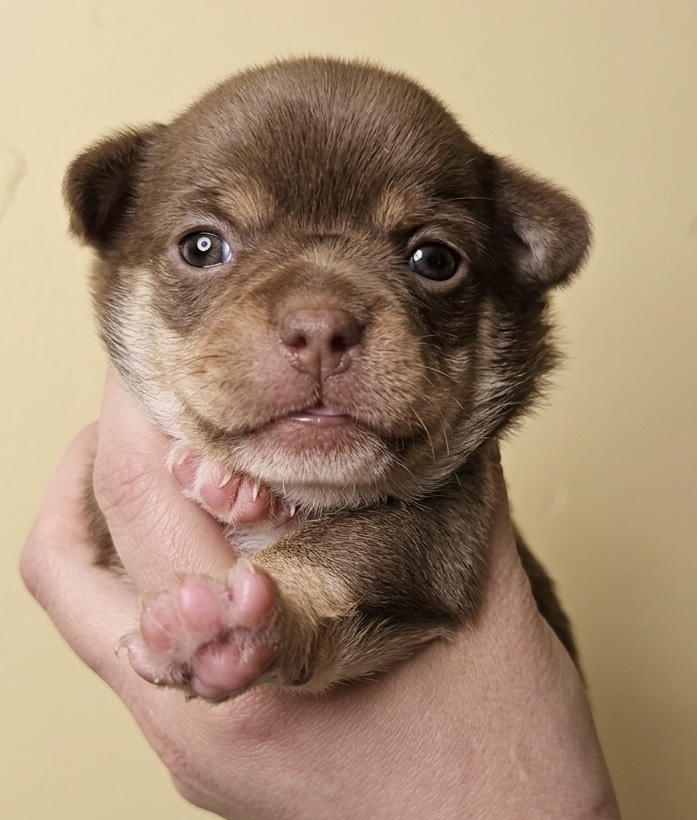 Chihuahua