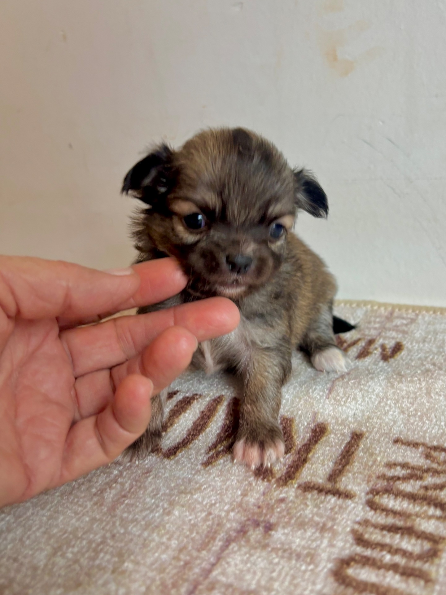 Menininho mini