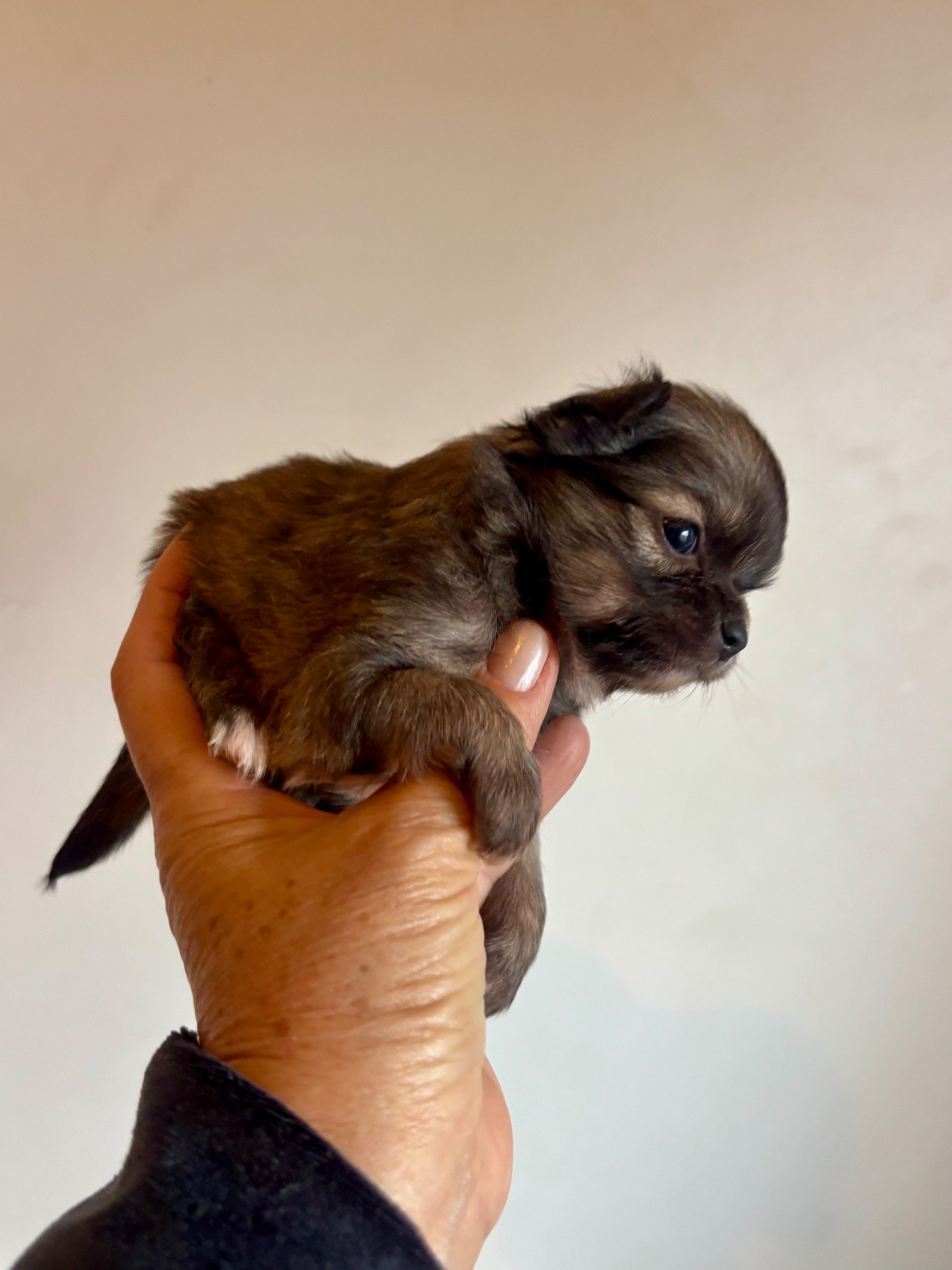 Menininho mini