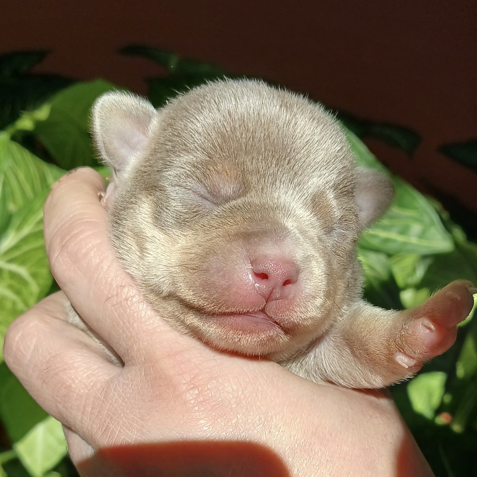 Chihuahua