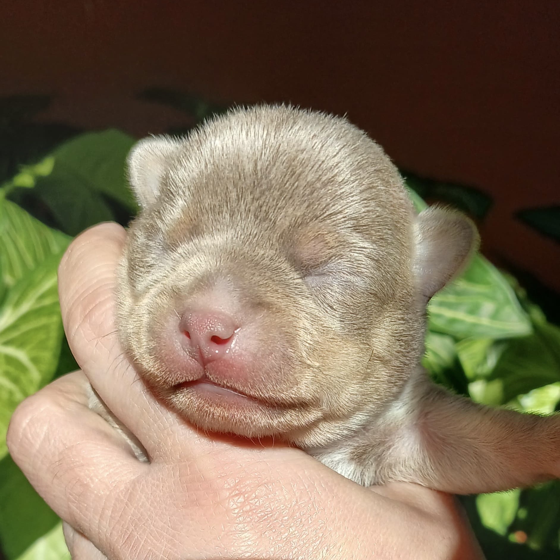 Chihuahua