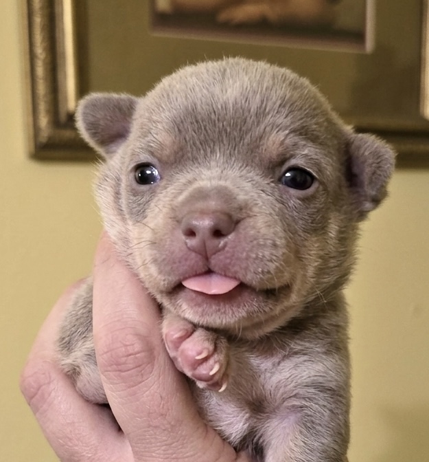 Chihuahua