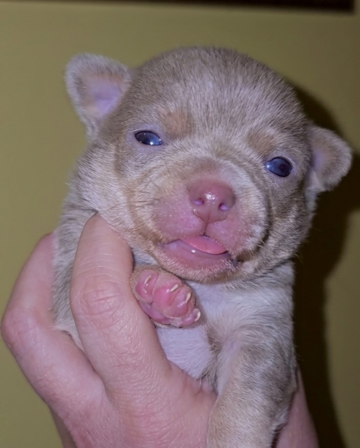 Chihuahua