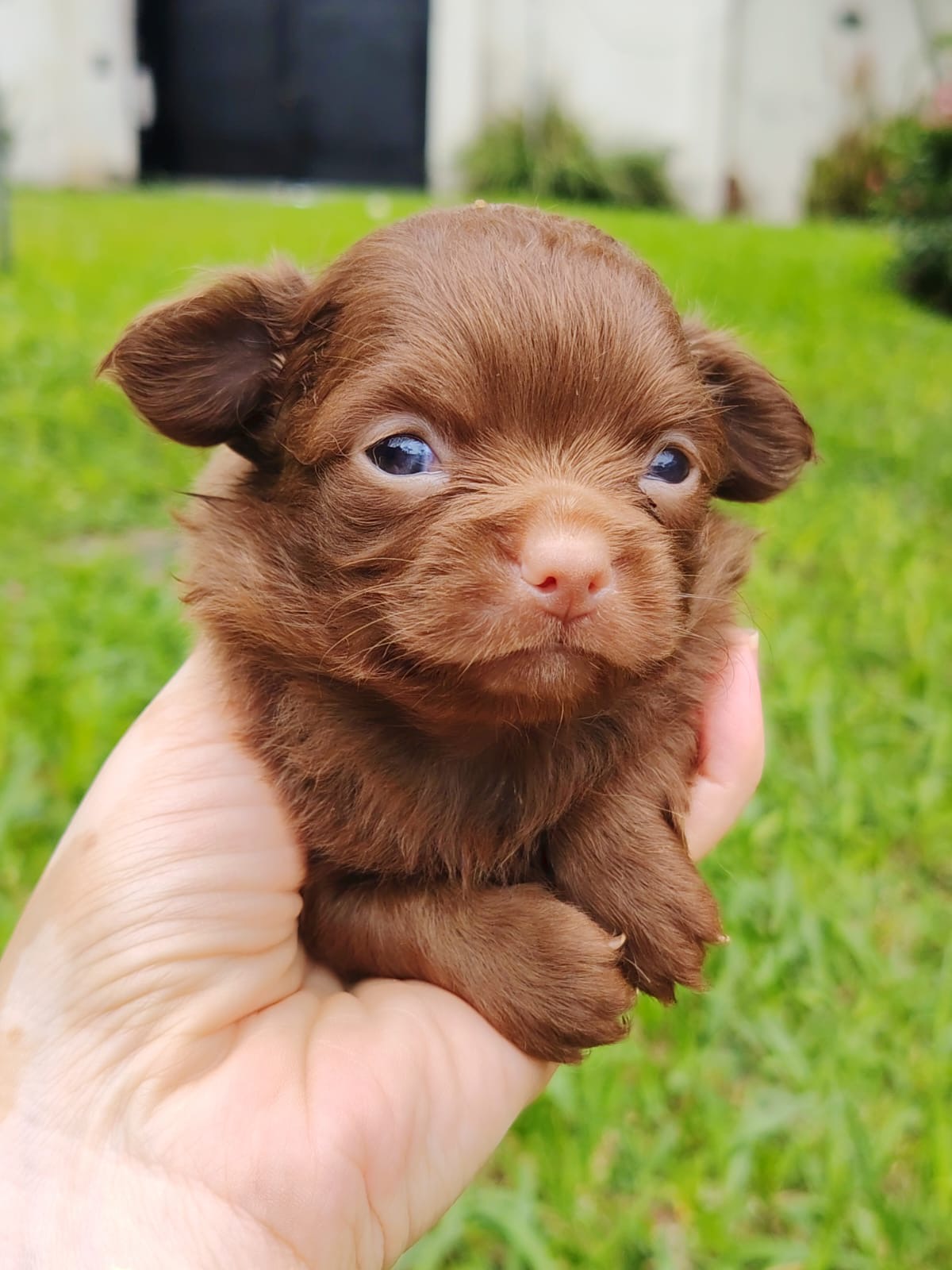 Chihuahua