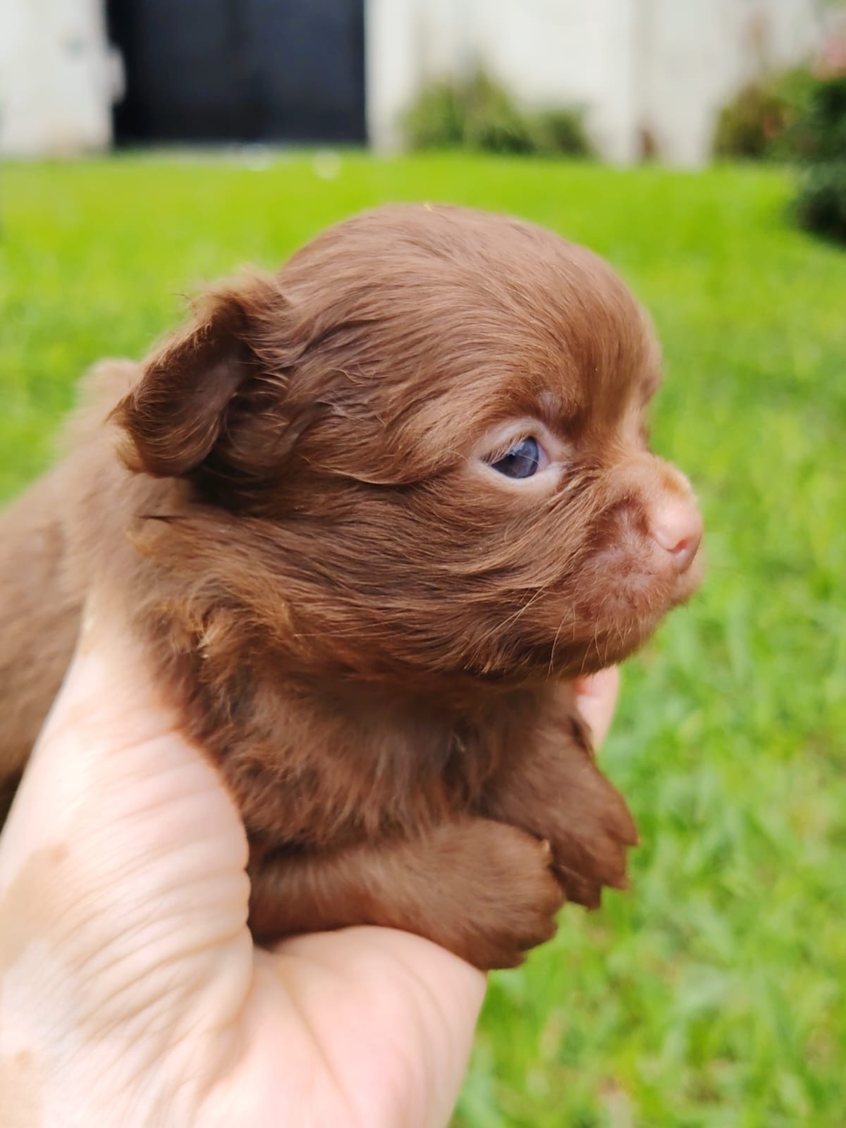 Chihuahua