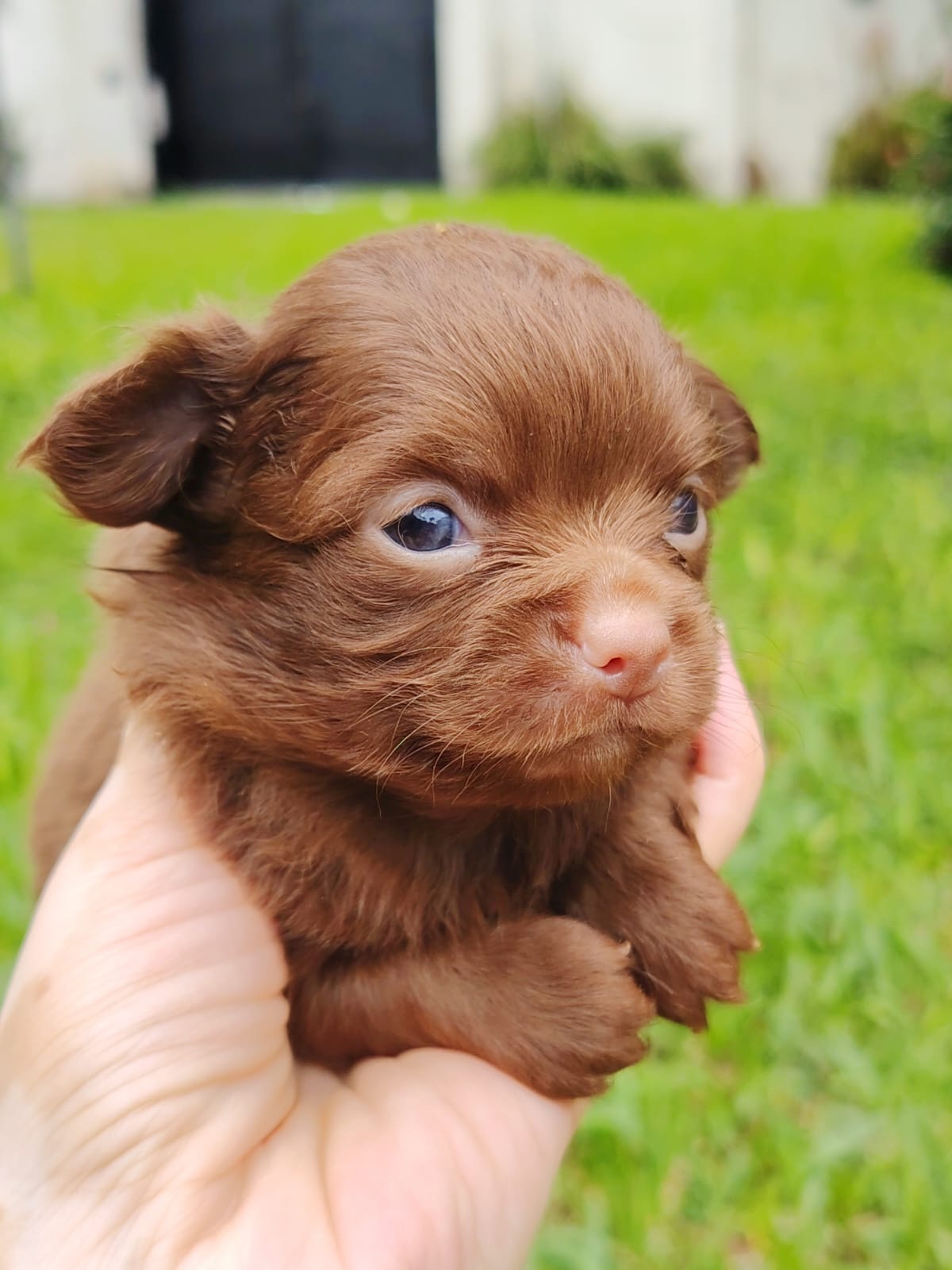 Chihuahua