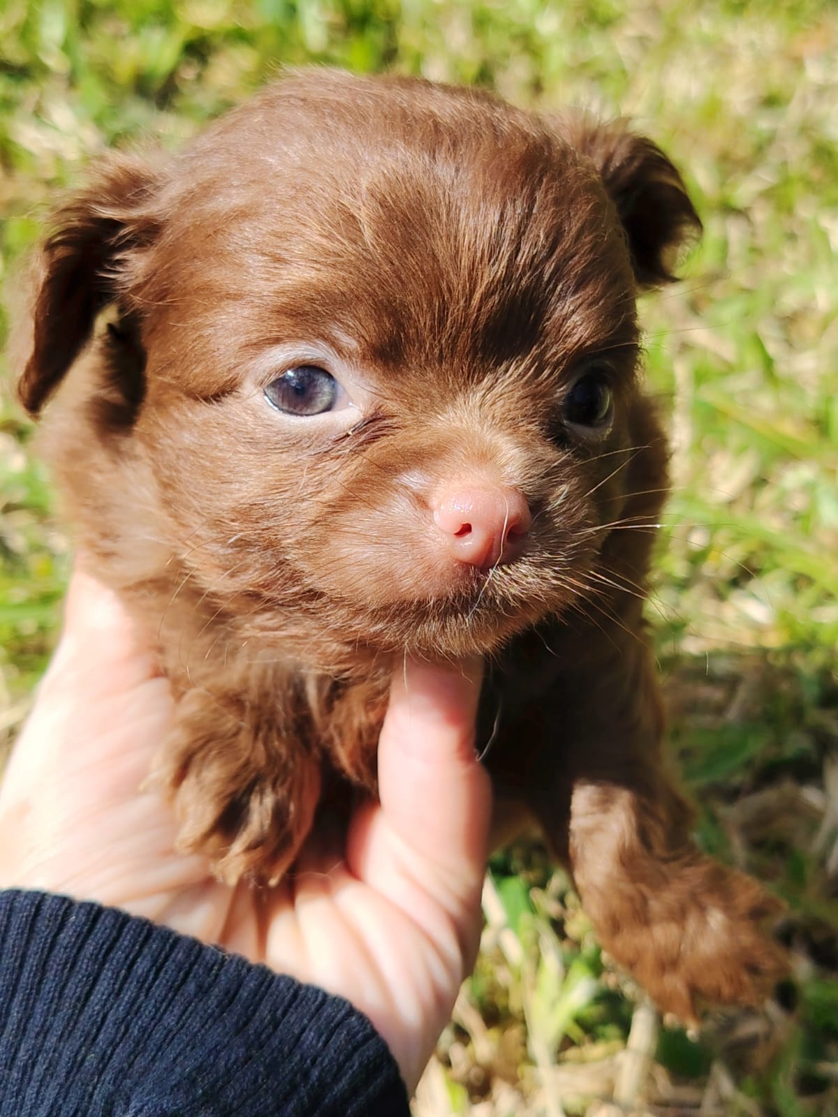 Chihuahua