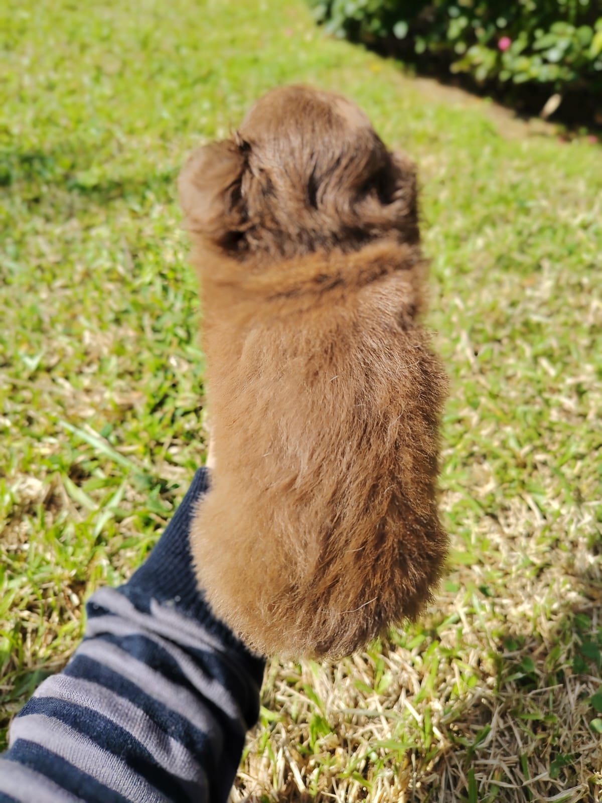 Chihuahua