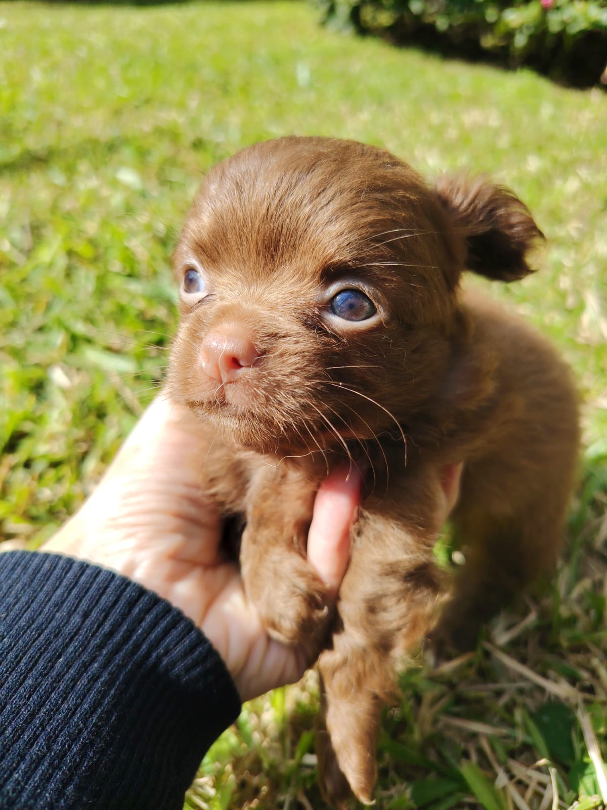 Chihuahua
