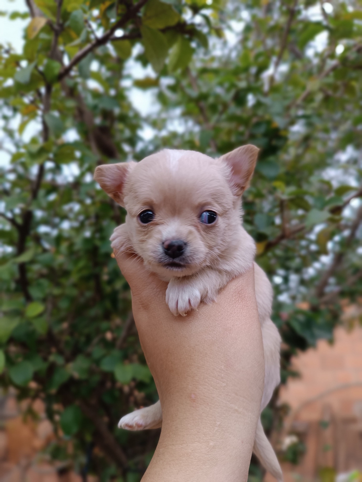 Machinho de creme