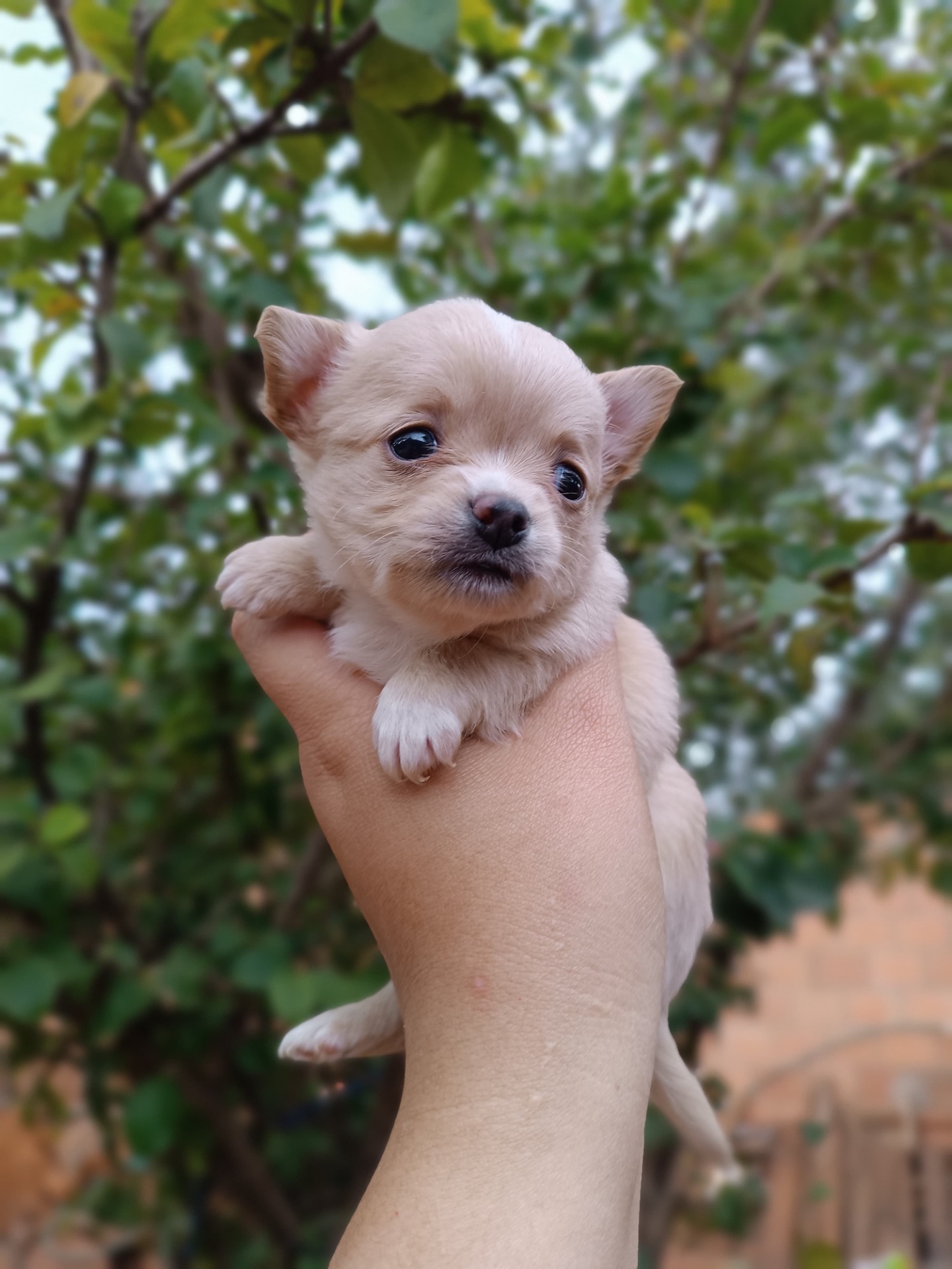 Machinho de creme