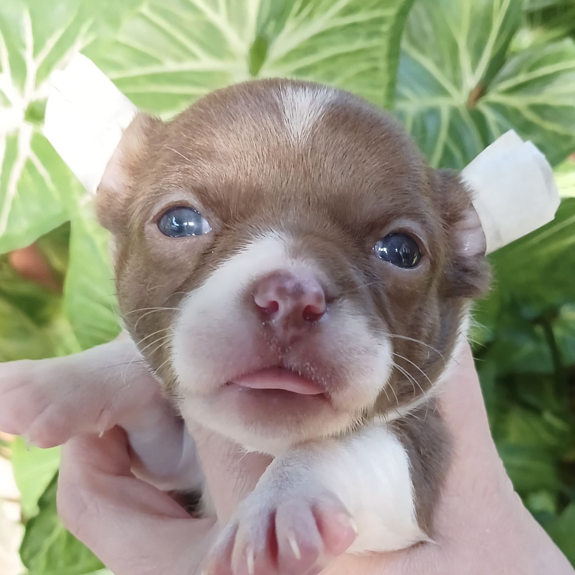 Chihuahua