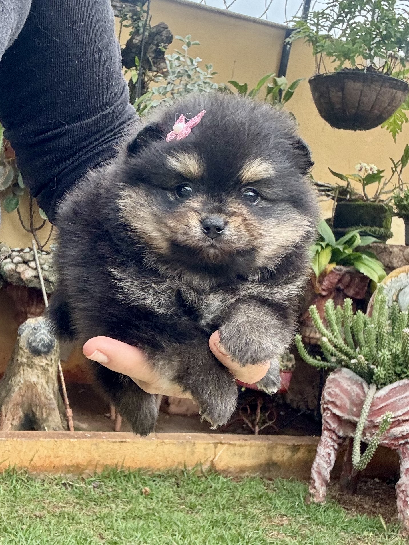 Spitz Alemão