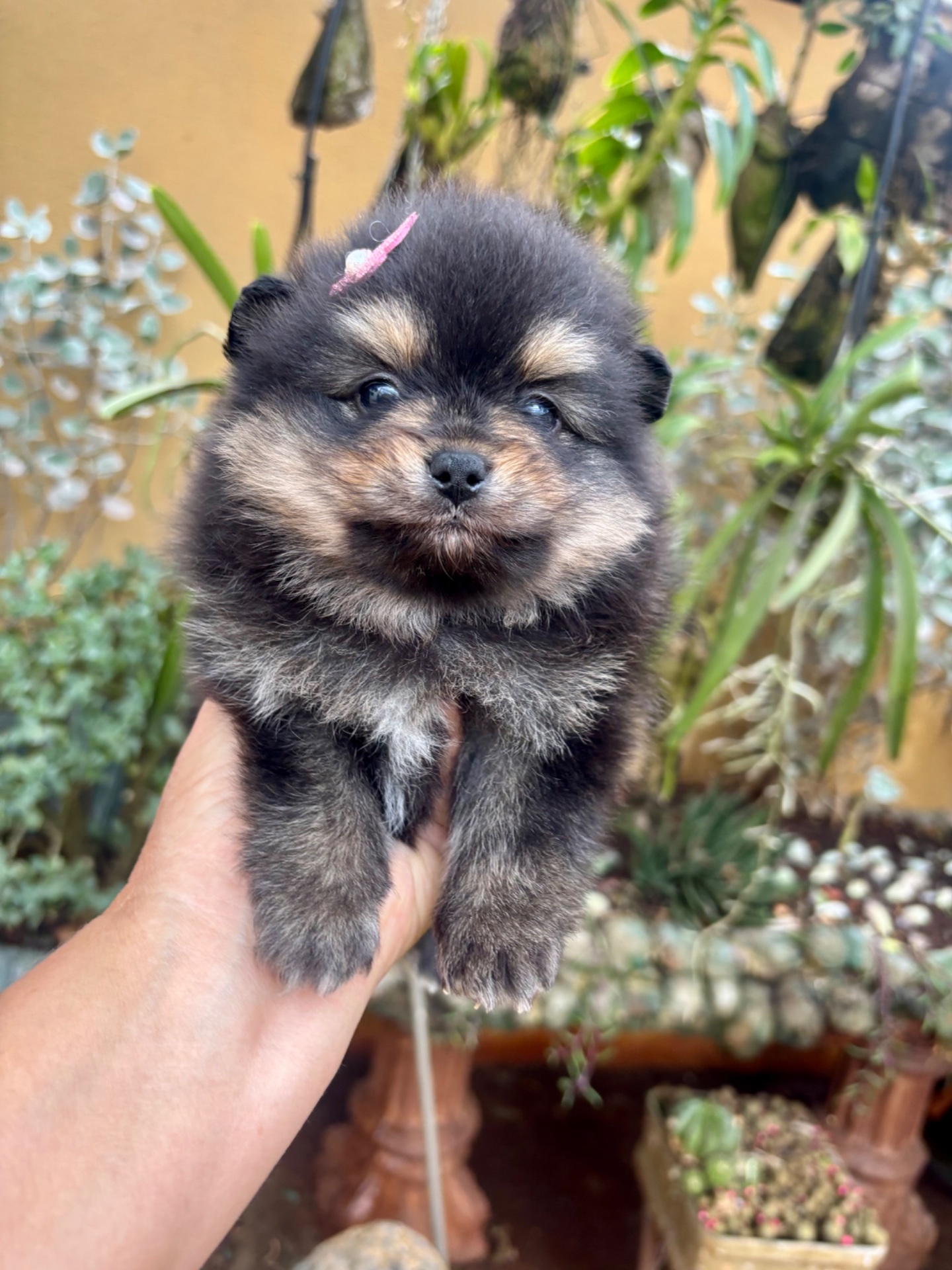 Spitz Alemão