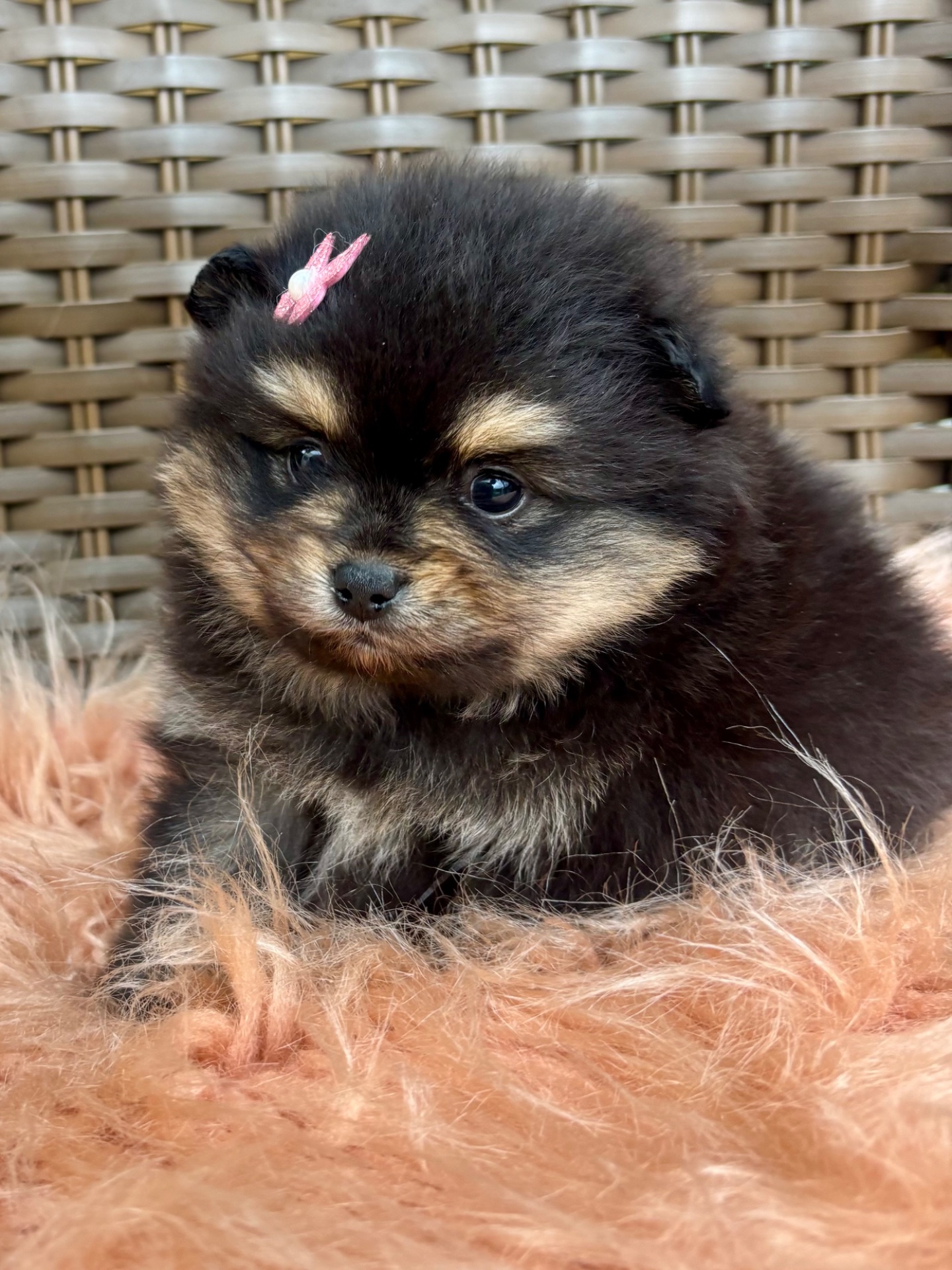 Spitz Alemão